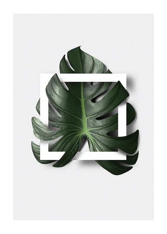 Monstera Boxed-12