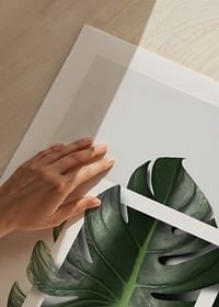 Monstera Boxed-5