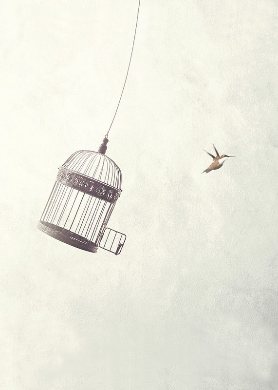 Illustration av fågel som flyger från öppen bur mot ljus bakgrund-12