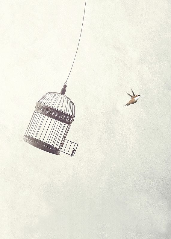Flying Towards Freedom-12