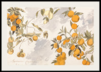 Fruit Trees By Edward Lear-4
