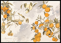Fruit Trees By Edward Lear-8
