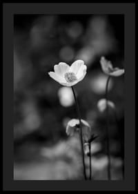 Primo piano in bianco e nero di un fiore con sfondo leggermente sfocato-0