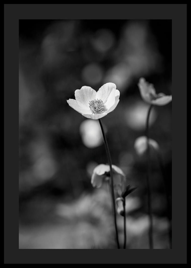 Primo piano in bianco e nero di un fiore con sfondo leggermente sfocato-12