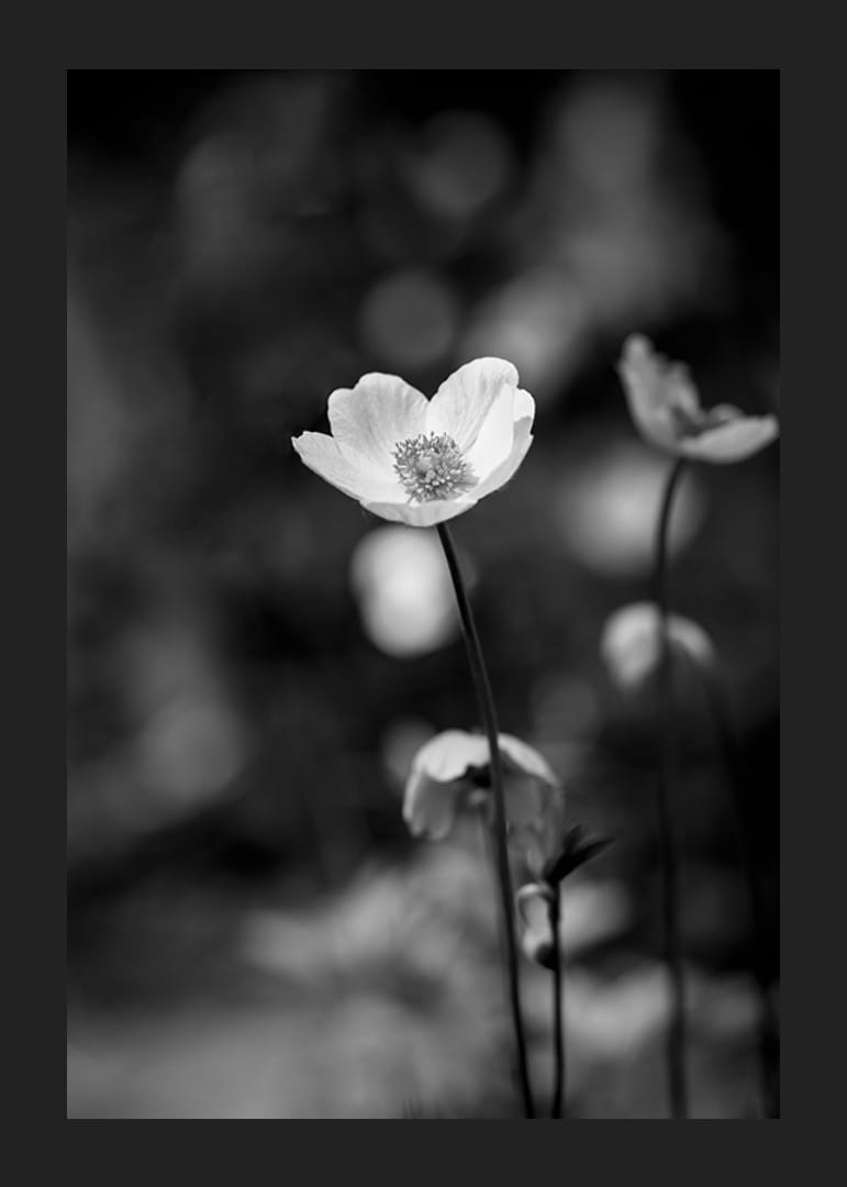Primo piano in bianco e nero di un fiore con sfondo leggermente sfocato-12