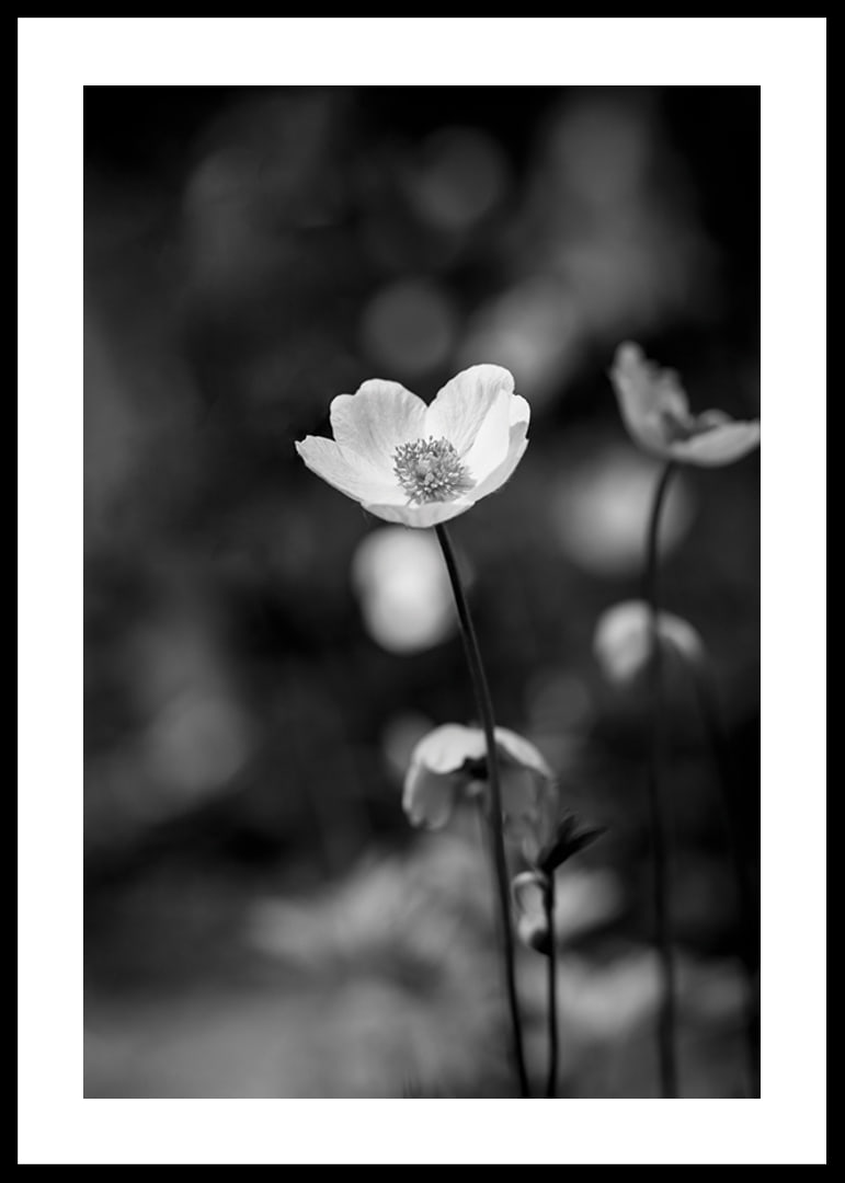 Black and white close-up of flower with soft blurred background-12