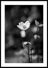Primo piano in bianco e nero di un fiore con sfondo leggermente sfocato-2