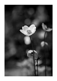 Black and white close-up of flower with soft blurred background-3