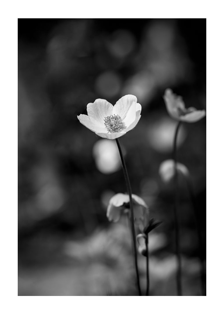 Black and white close-up of flower with soft blurred background-12