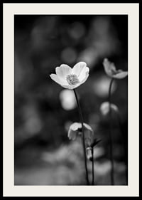 Black and white close-up of flower with soft blurred background-4