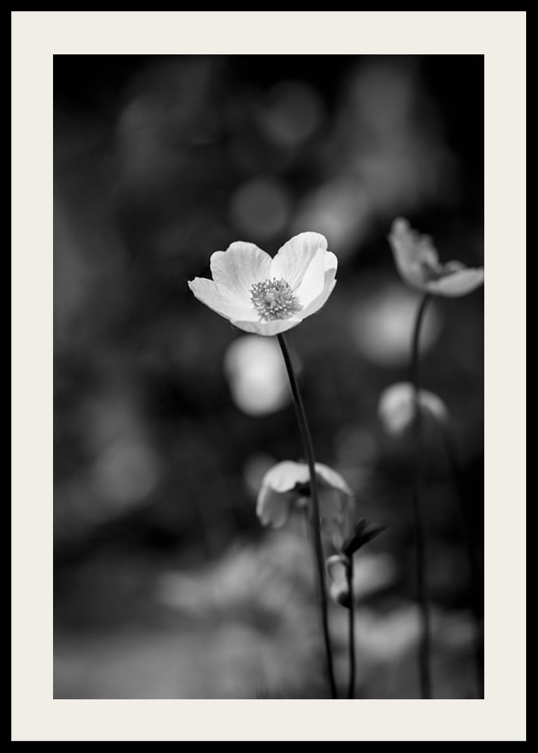 Black and white close-up of flower with soft blurred background-12
