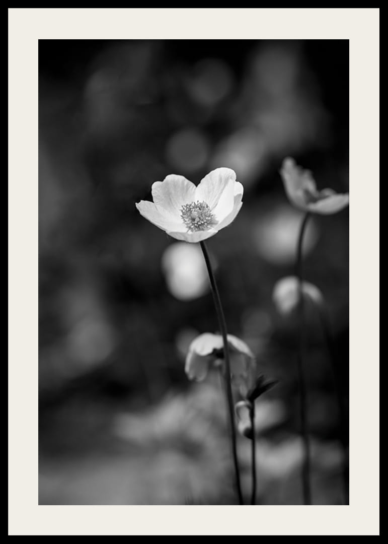 Primo piano in bianco e nero di un fiore con sfondo leggermente sfocato-12