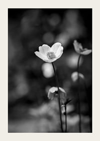 Black and white close-up of flower with soft blurred background-5