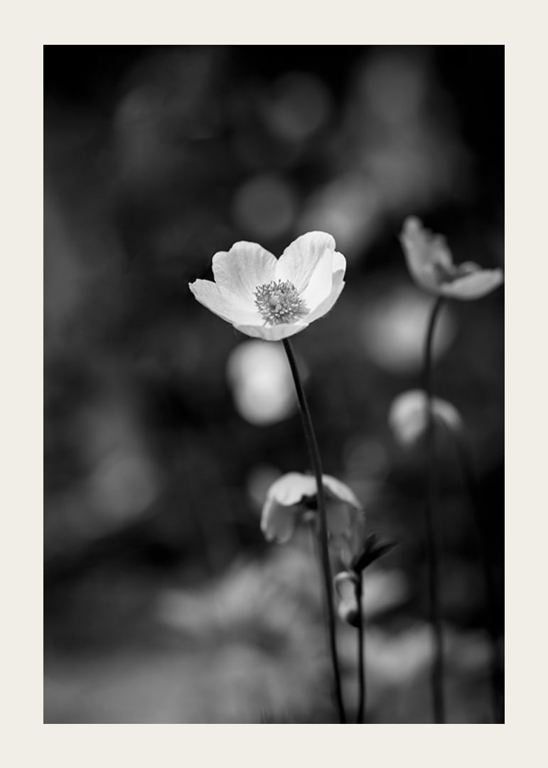 Black and white close-up of flower with soft blurred background-12