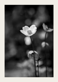 Primo piano in bianco e nero di un fiore con sfondo leggermente sfocato-5