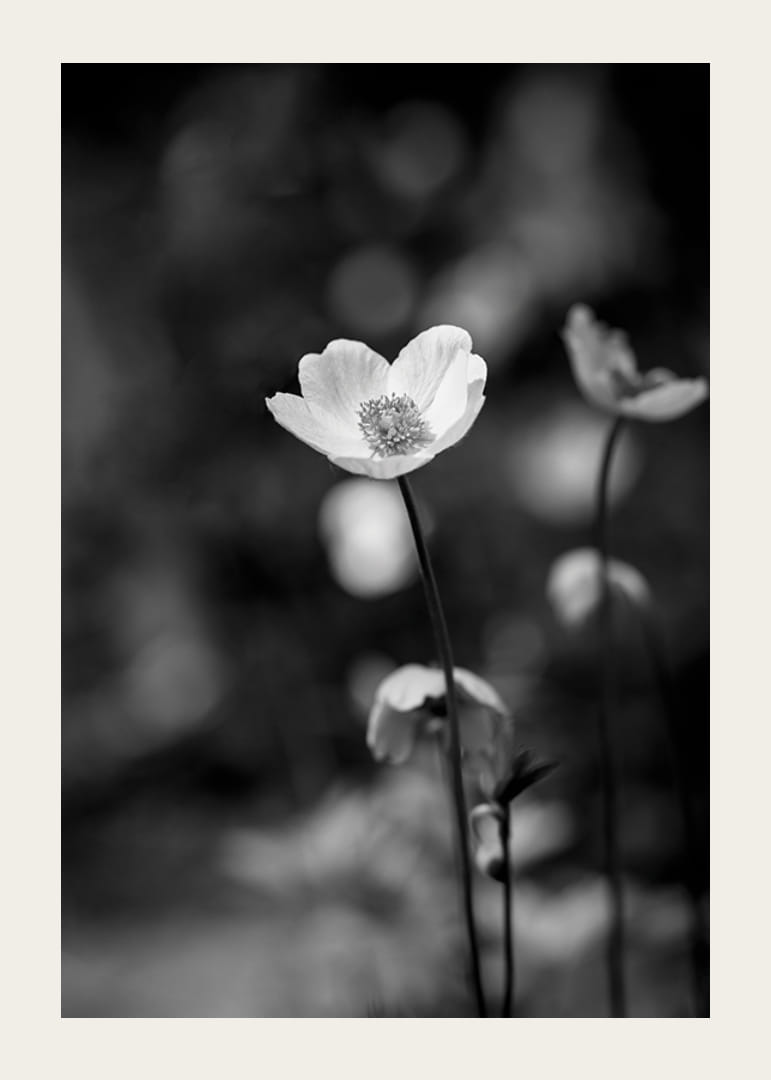 Primo piano in bianco e nero di un fiore con sfondo leggermente sfocato-12