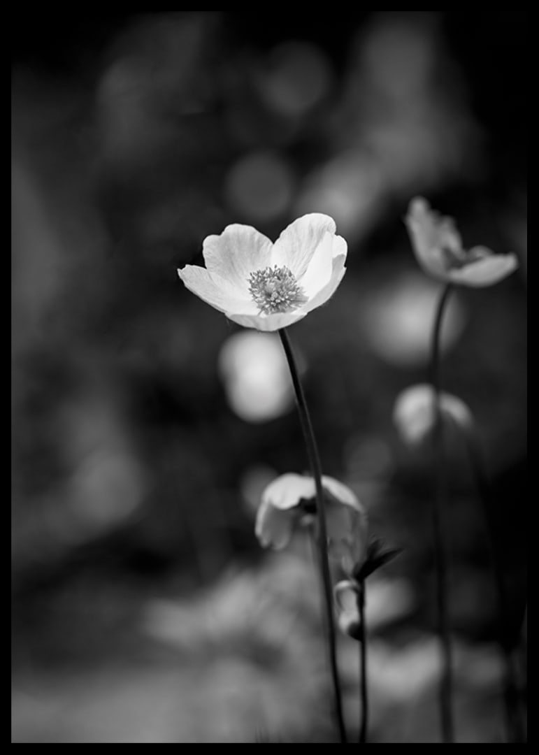 Black and white close-up of flower with soft blurred background-12
