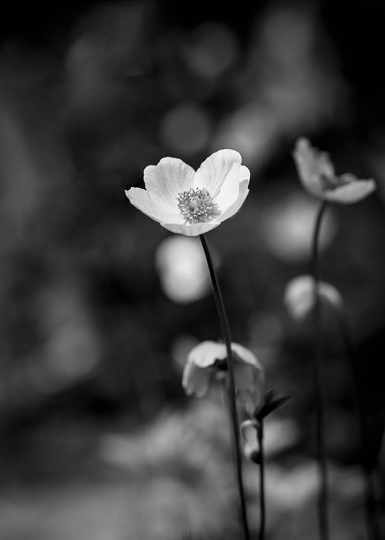 Black and white close-up of flower with soft blurred background-12