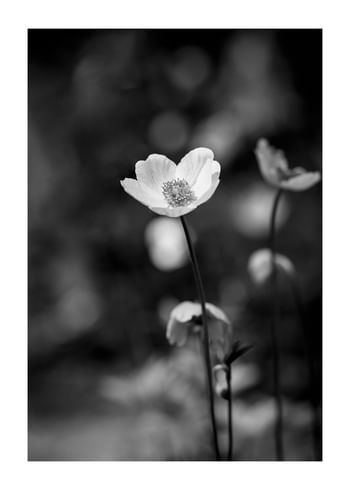Poster White Flower BW