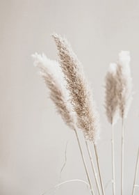 Close-up of dried reed straws in beige tones, photographic-7