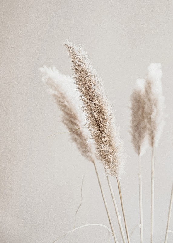 Close-up of dried reed straws in beige tones, photographic-12