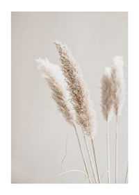 Close-up of dried reed straws in beige tones, photographic-1