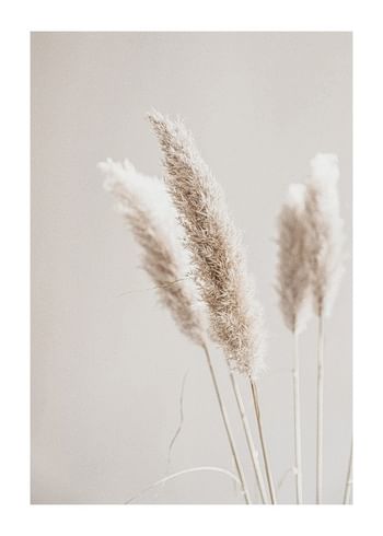 Poster Boho Dried In Nature No6