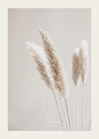 Primo piano di cannucce di canna secche nei toni del beige, fotografico-3