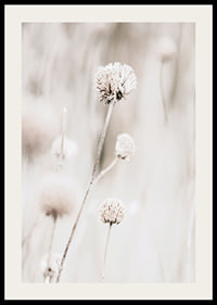 Close-up of dried flowers in beige tones against light background-2