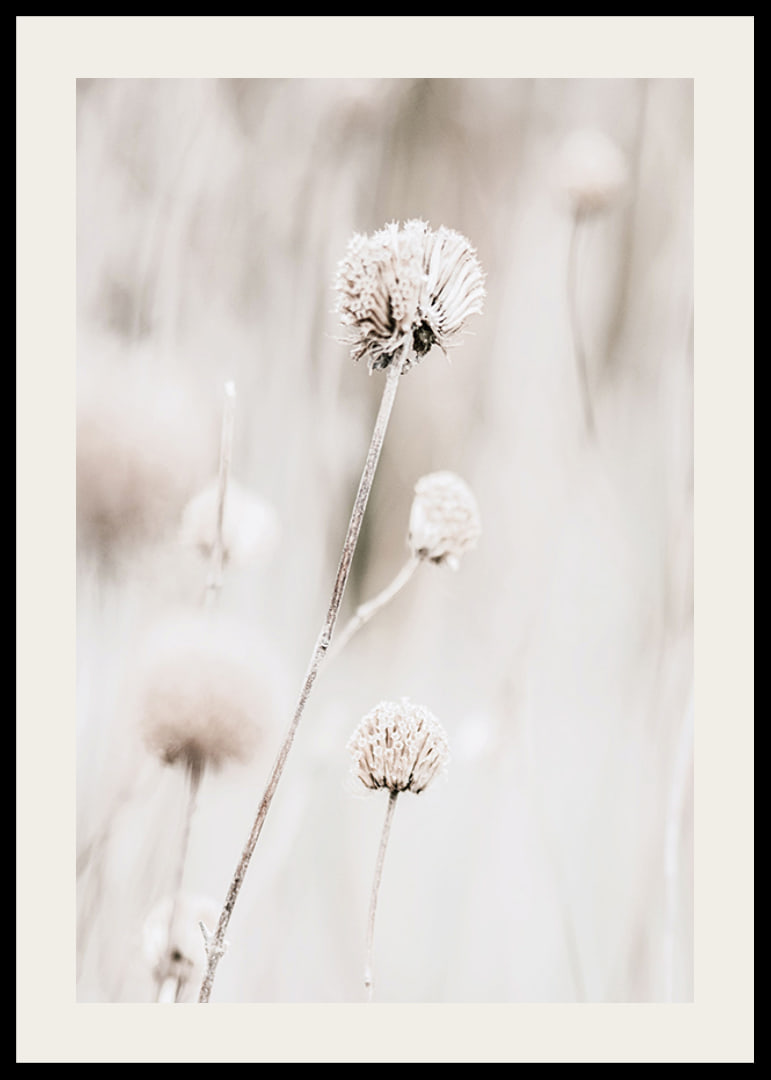 Close-up of dried flowers in beige tones against light background-12