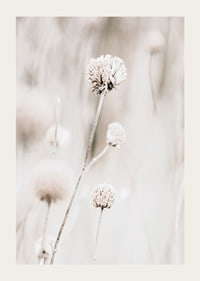 Close-up of dried flowers in beige tones against light background-3