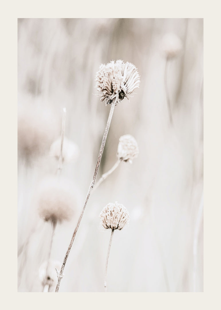 Close-up of dried flowers in beige tones against light background-12