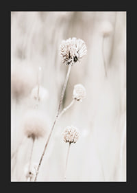 Close-up of dried flowers in beige tones against light background-5