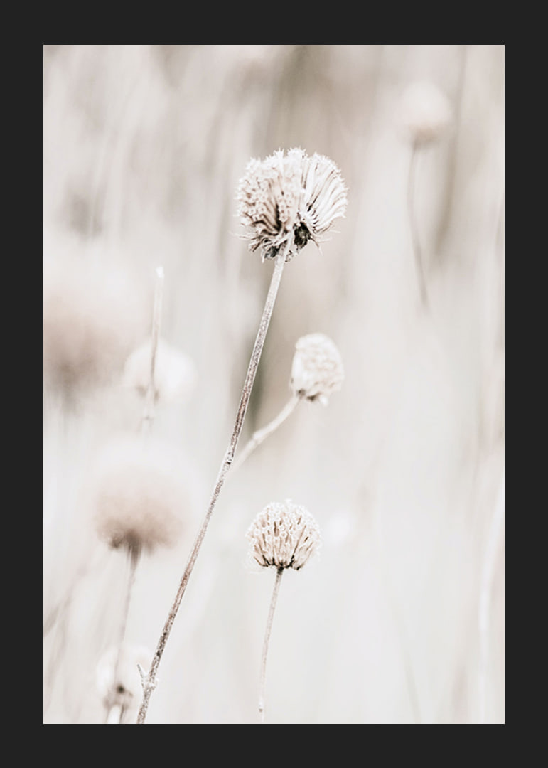 Close-up of dried flowers in beige tones against light background-12