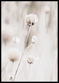 Close-up of dried flowers in beige tones against light background-6