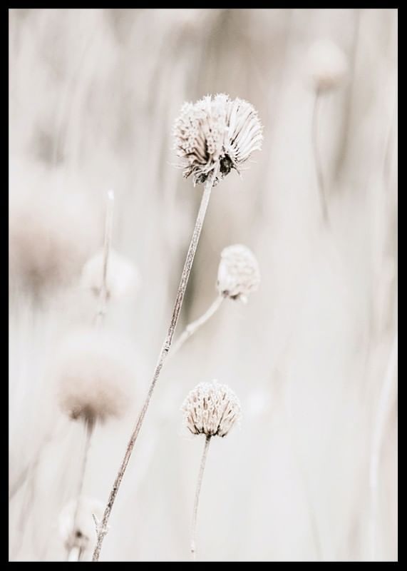 Dried Spring Flower-12