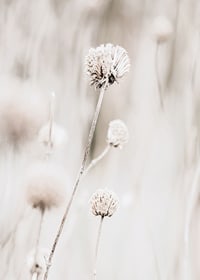 Close-up of dried flowers in beige tones against light background-7