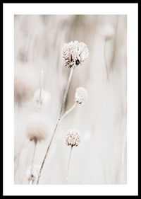 Close-up of dried flowers in beige tones against light background-0