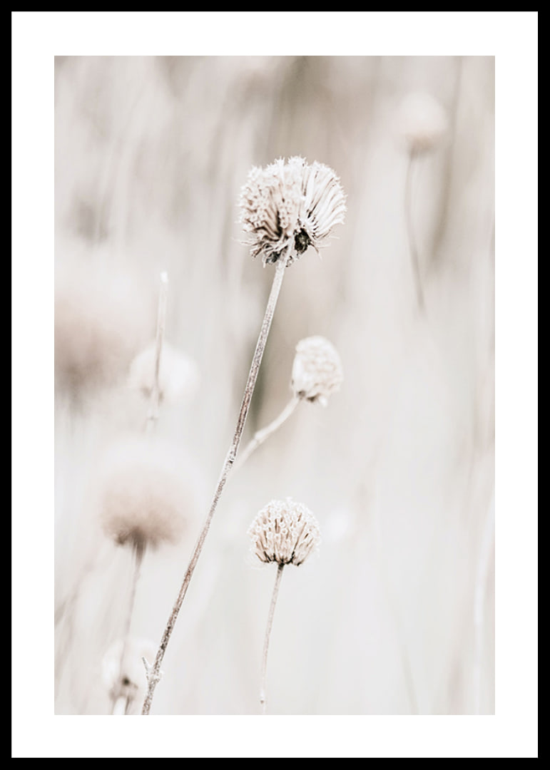 Close-up of dried flowers in beige tones against light background-12