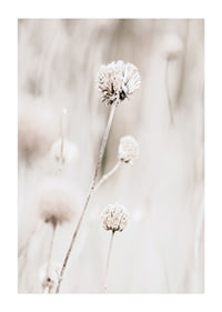 Close-up of dried flowers in beige tones against light background-1
