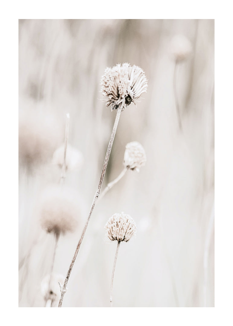 Close-up of dried flowers in beige tones against light background-12