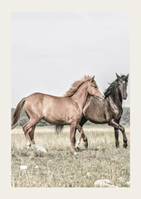 Two brown horses on meadow in gentle natural tones-3