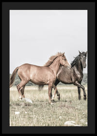 To brune hester på eng i milde naturlige toner-4