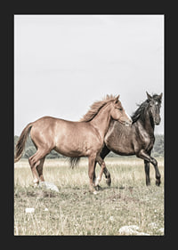 Two brown horses on meadow in gentle natural tones-5
