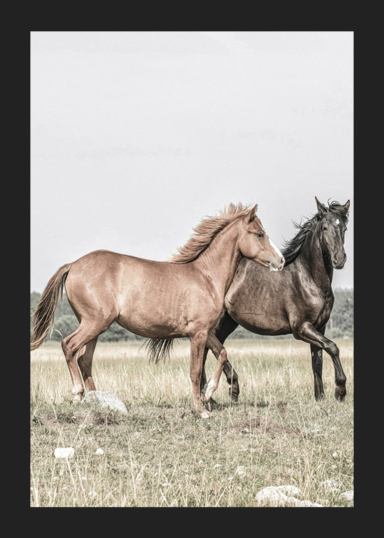 To brune hester på eng i milde naturlige toner-12