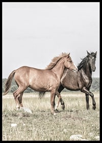 Two brown horses on meadow in gentle natural tones-6