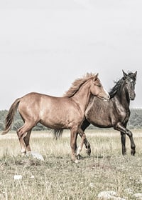 Two brown horses on meadow in gentle natural tones-7
