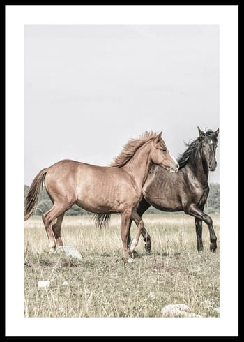 Poster Two Brown Horses