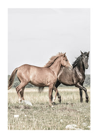 Two brown horses on meadow in gentle natural tones-1