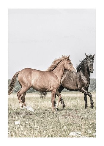 Plagát Two Brown Horses